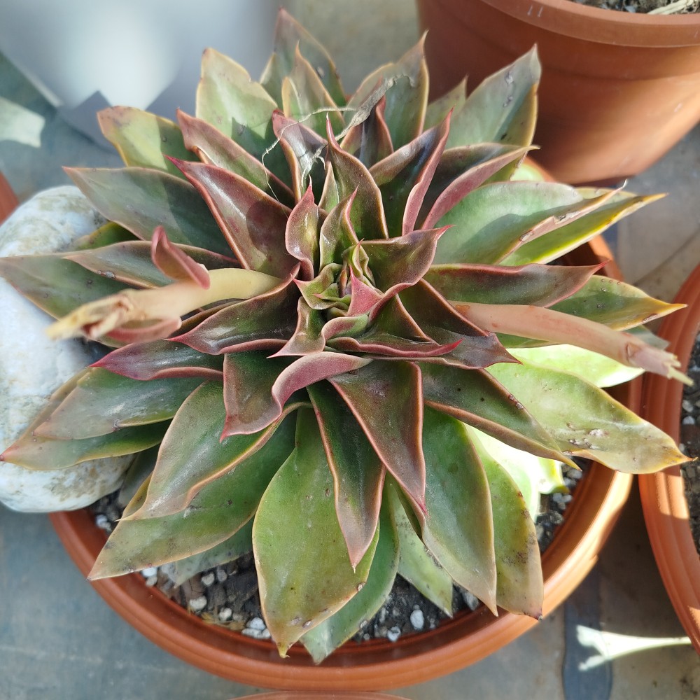 La tengo como echeveria mexicana, no sé si es correcto