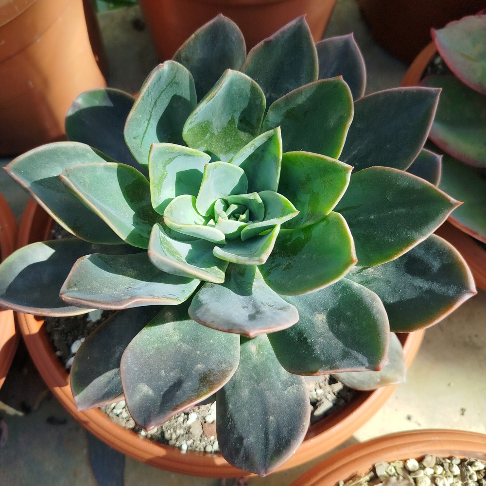 Echeveria black Prince