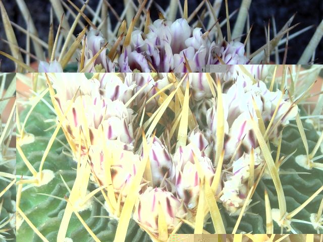 Echinofossulocactus Suc.jpg