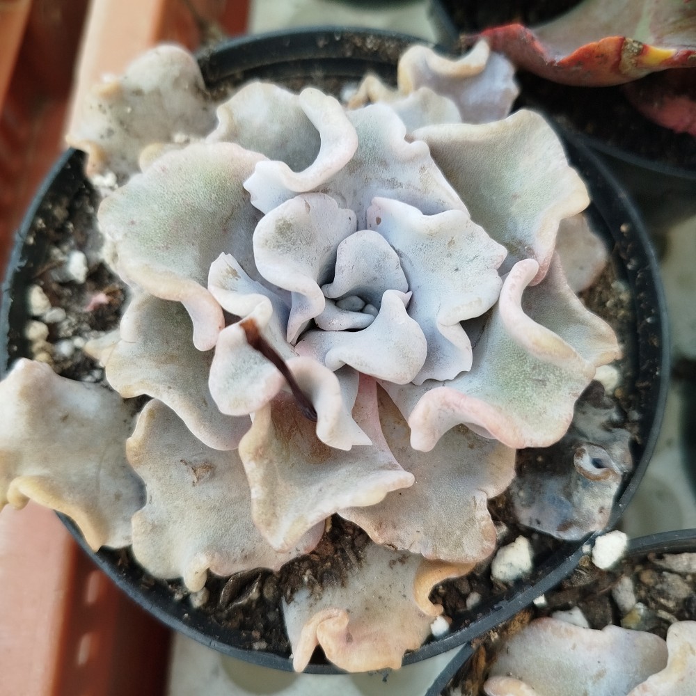Echeveria Crispate Beauty