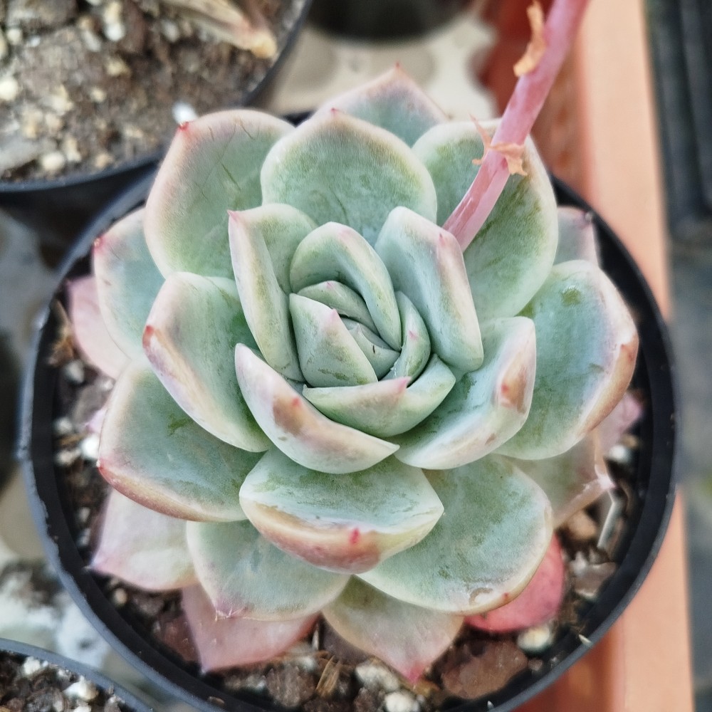 Echeveria gila x laui