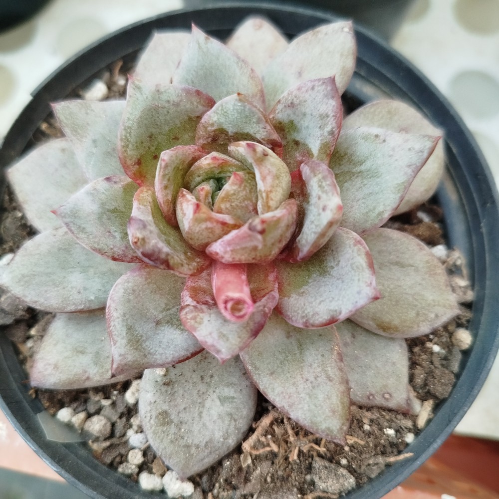 Echeveria german champagne