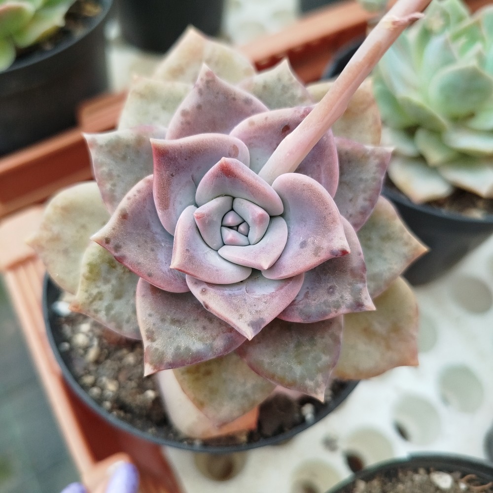 Graptopetalum amarna