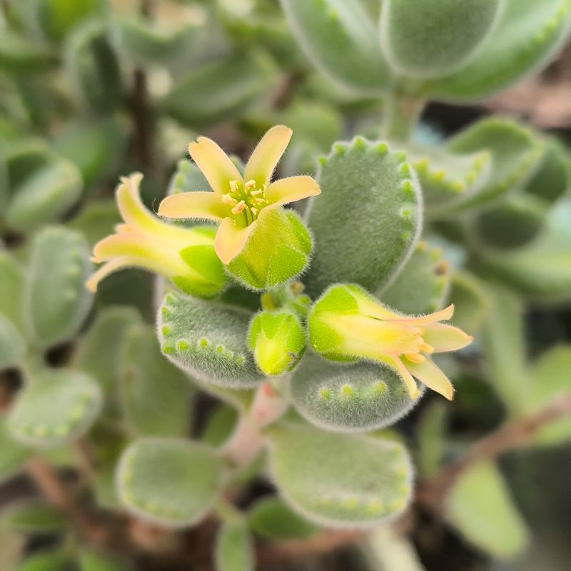Cotyledon tomentosa