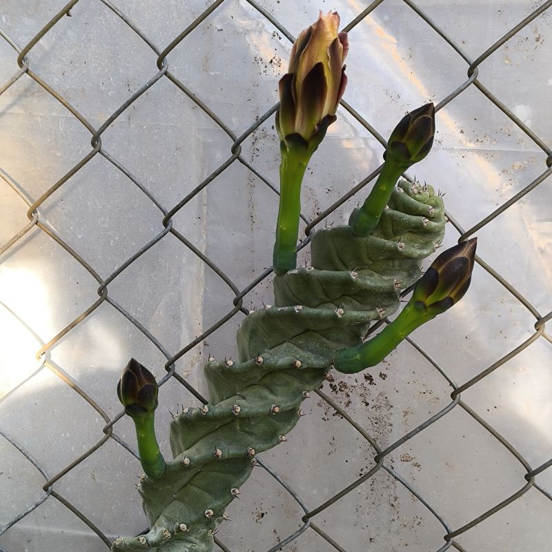 Cereus forbesii v spiralis