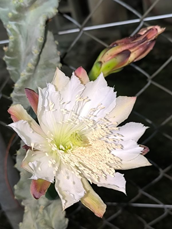 Cereus forbesii v spiralis