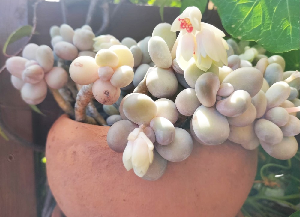 Pachyphytum oviferum_Mayo 2025.jpg