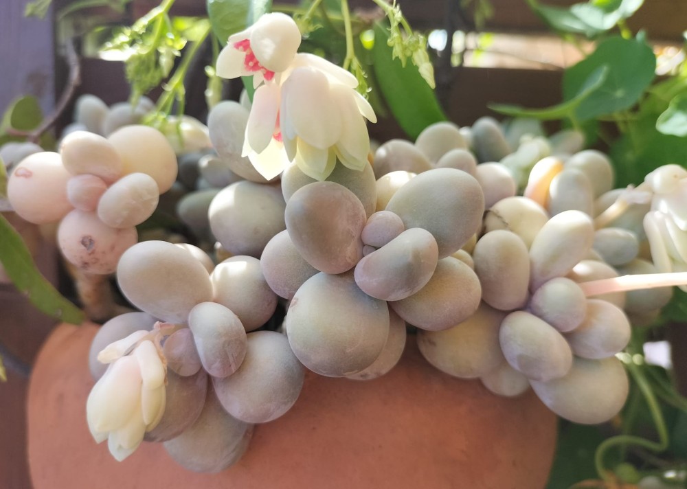 Pachyphytum oviferum_Mayo2025.jpg