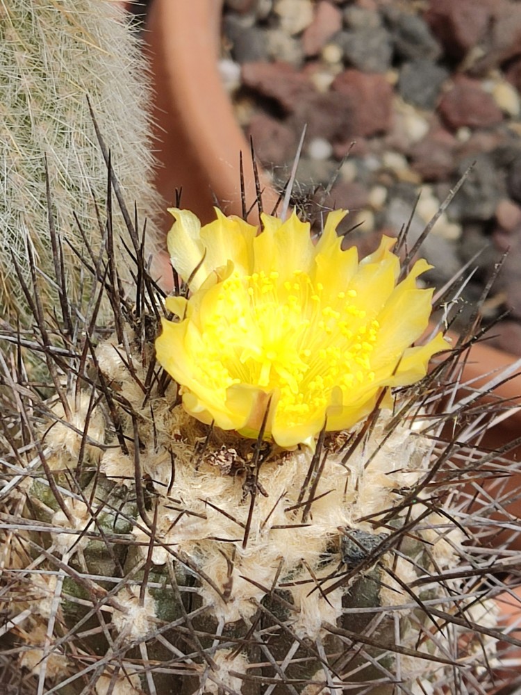 IMG_20250507_132138.jpg (662.99 KiB) Visto 15159 veces Copiapoa