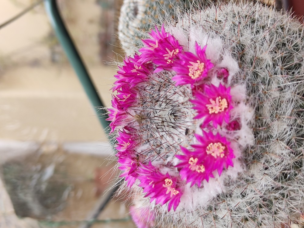 IMG_20250507_132313.jpg (5.46 MiB) Visto 15159 veces Mammillaria hahniana