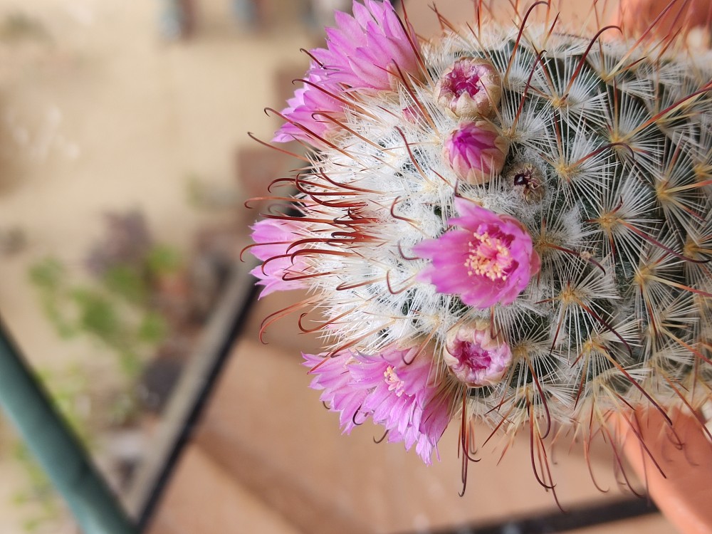 IMG_20250507_132325.jpg (5.4 MiB) Visto 15159 veces Mammillaria bombycina