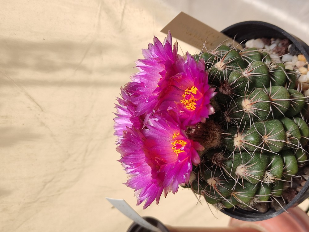 IMG_20250507_151659.jpg (5.21 MiB) Visto 15159 veces Notocactus uebelmannianus