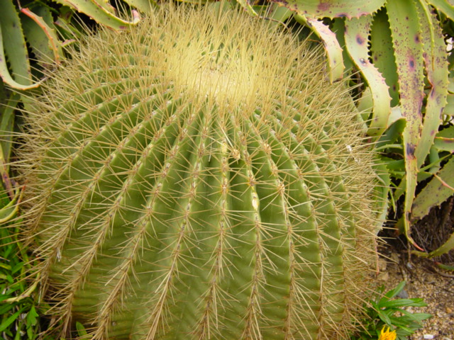 16-Fero Hystrix.JPG