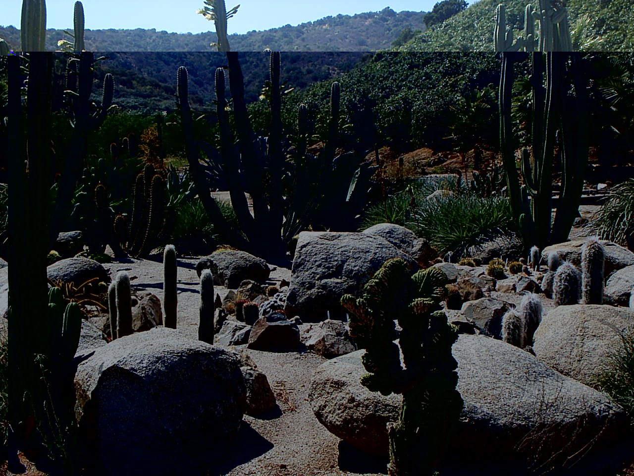 cactario el escalante.JPG