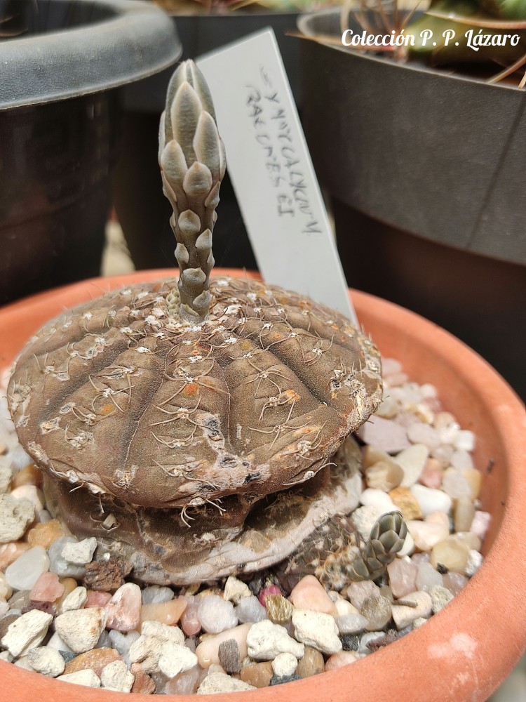 Gymnocalycium ragonesei 20250526 152635.jpg