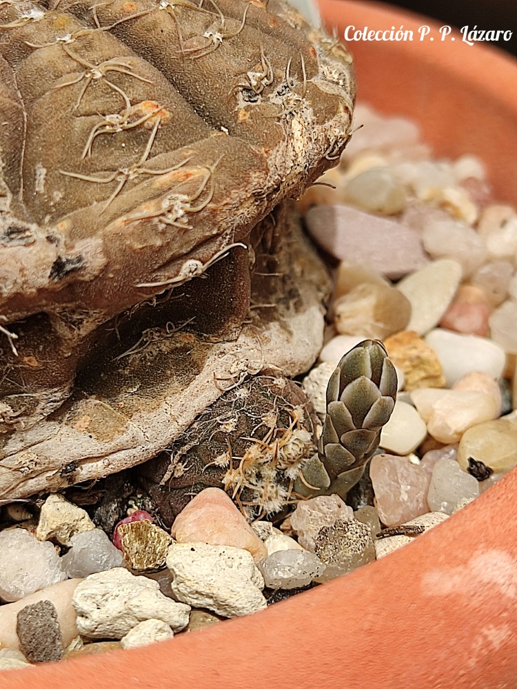 Gymnocalycium ragonesei 20250526 152629.jpg