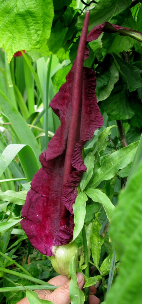391. Dracunculus vulgaris.jpg