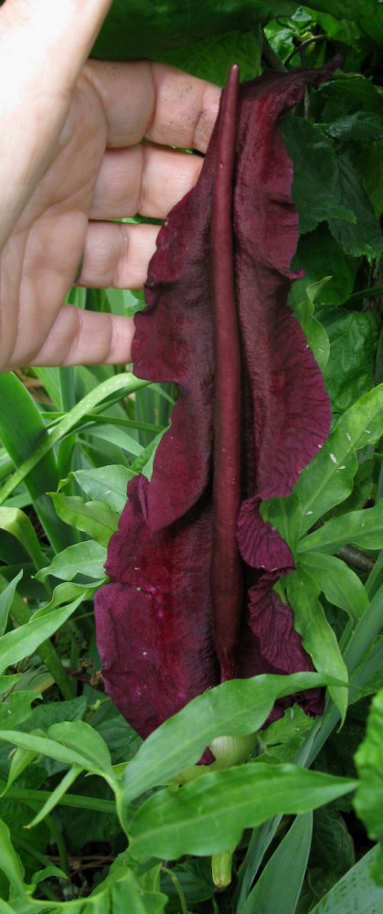 392. Dracunculus vulgaris.jpg