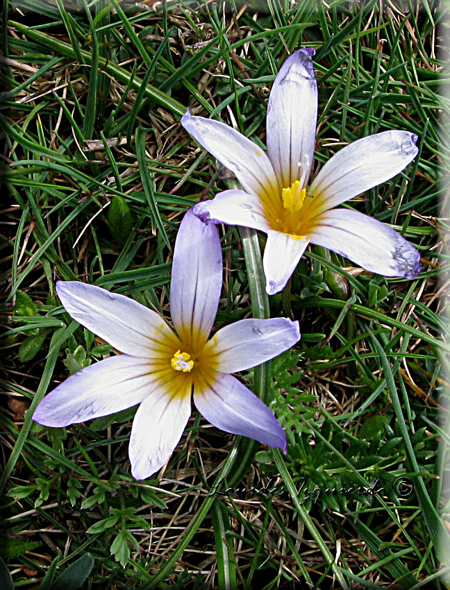 223. Romulea columnae ( Palencia ).jpg