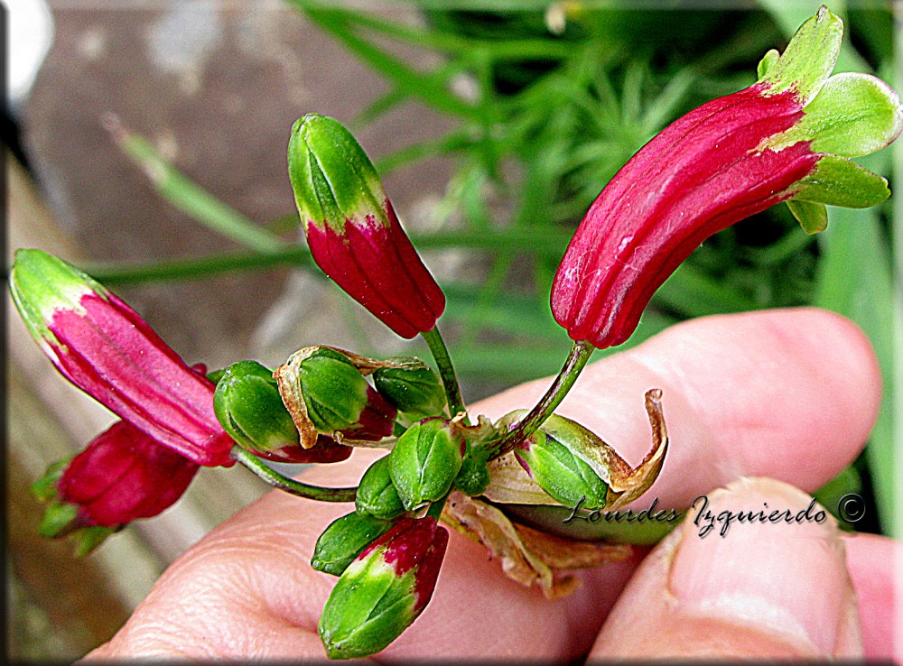 234.Dichelostemma Ida-Maia.jpg
