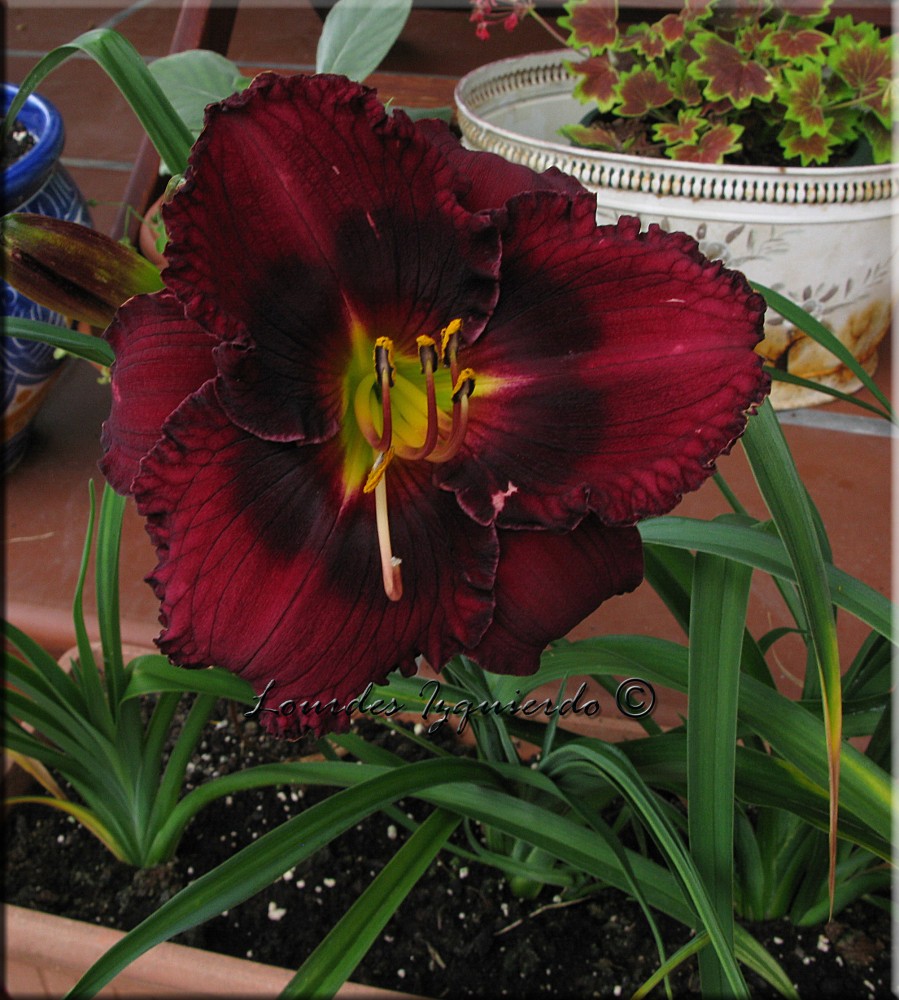 454.Hemerocallis.jpg