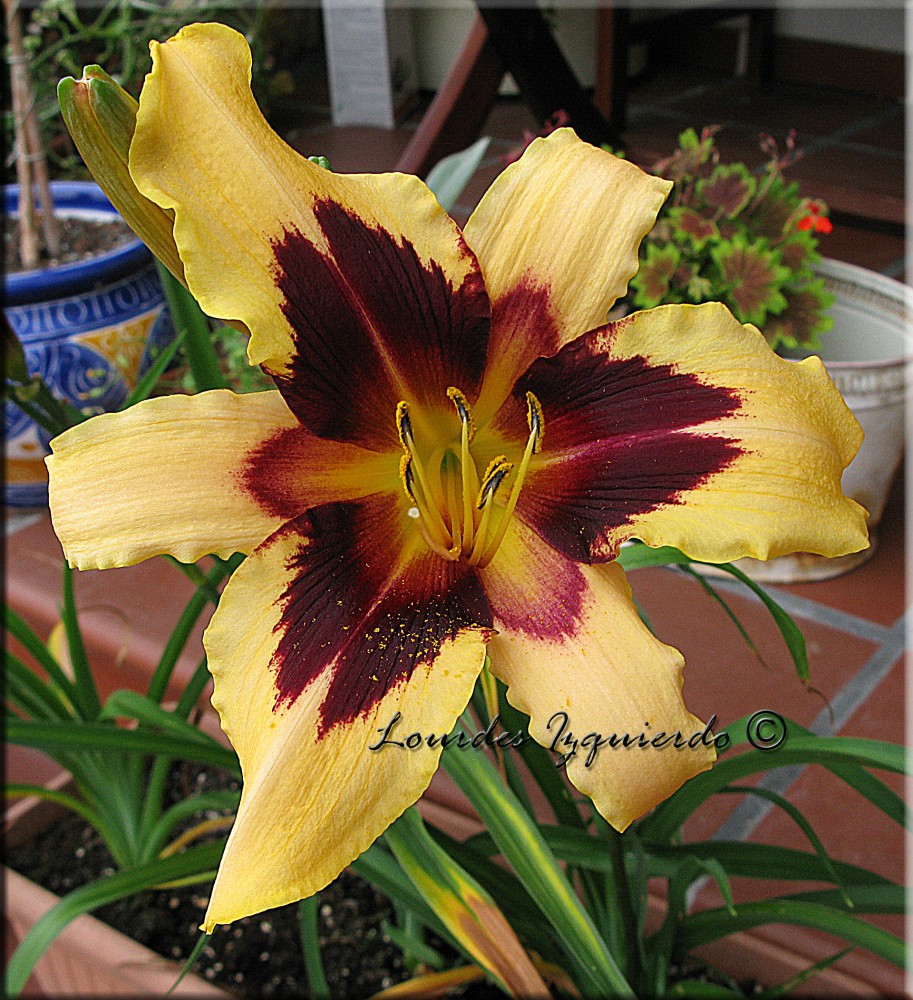 458.Hemerocallis.jpg