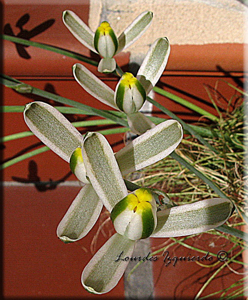 198.Albuca humilis.jpg
