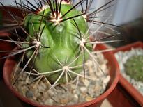 copiapoa???