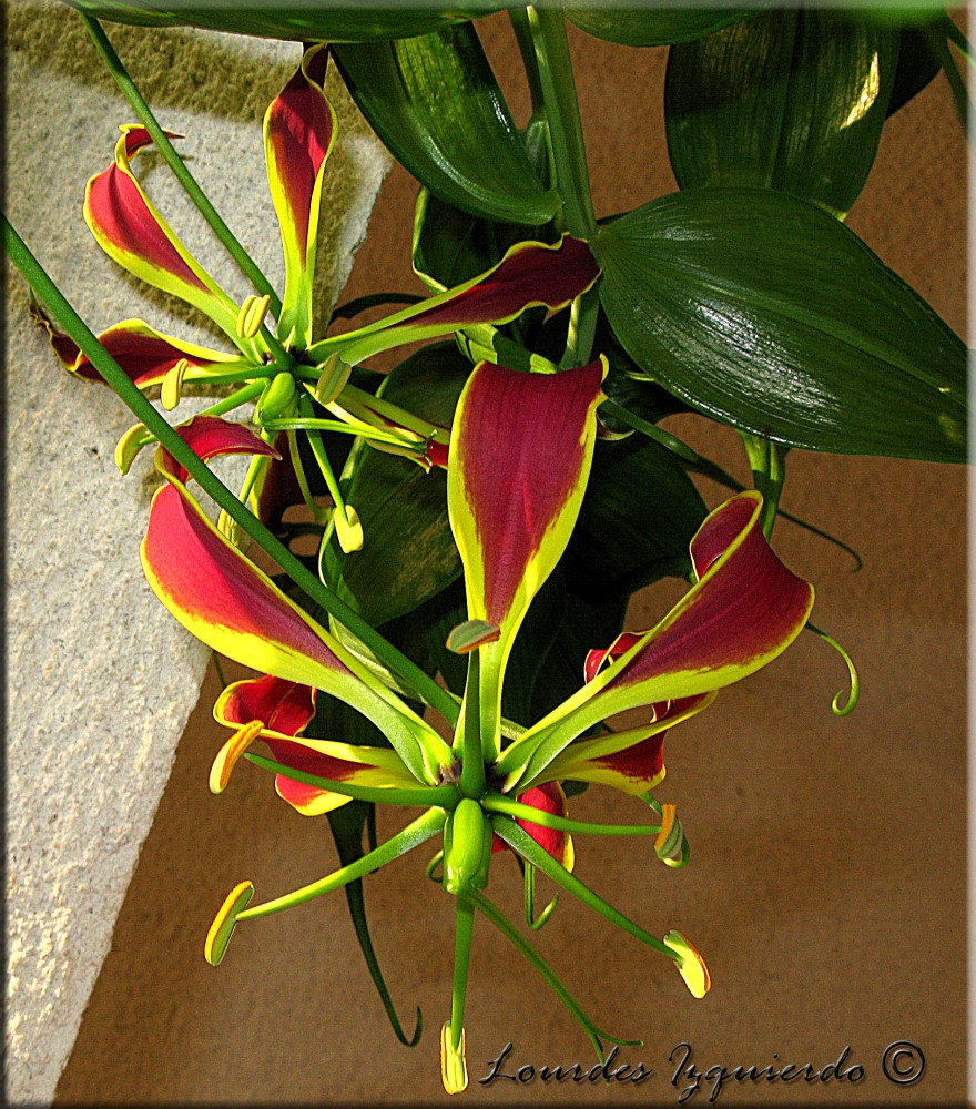 487.Gloriosa.jpg