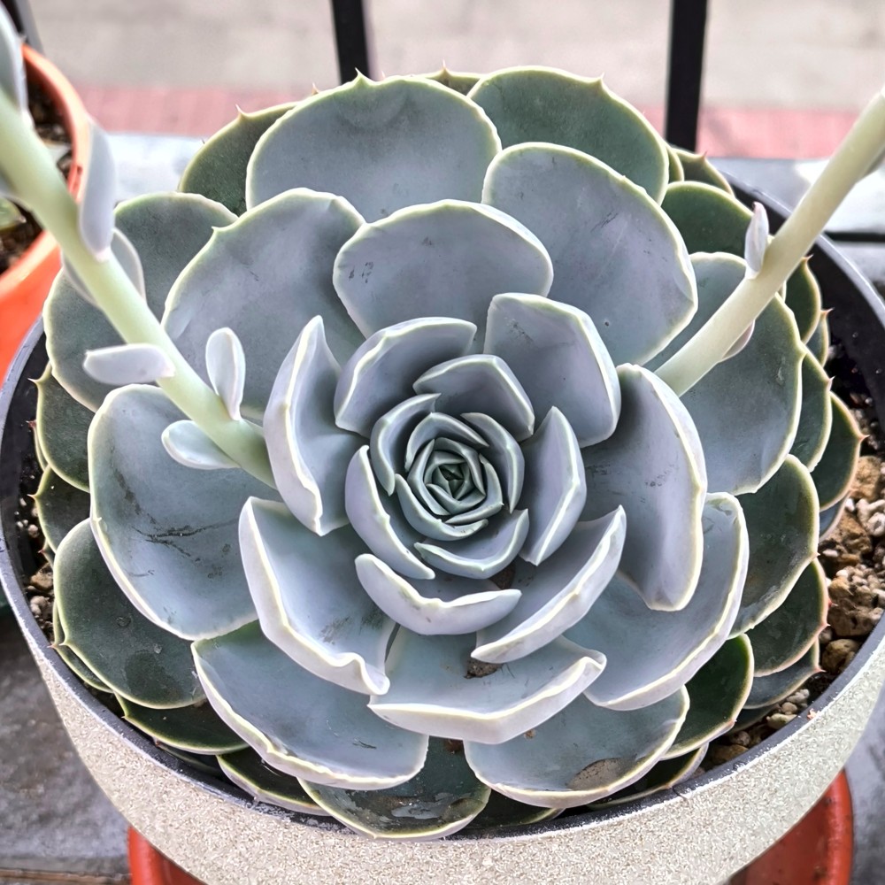 Echeveria Elegans Rose1.jpg