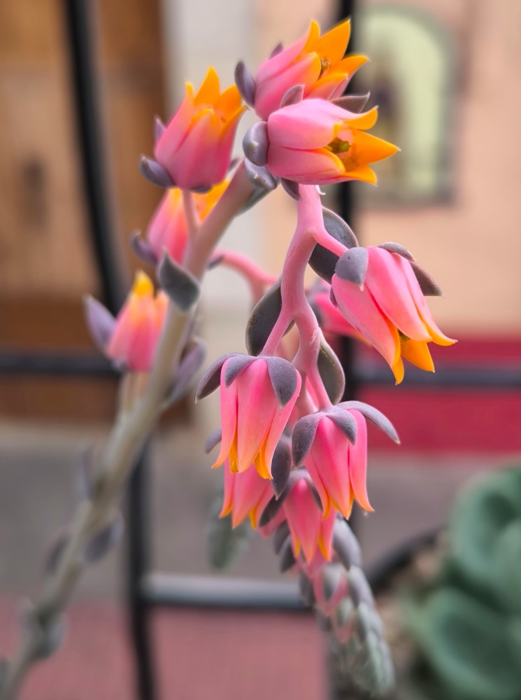 Echeveria Elegans Rose2.jpg