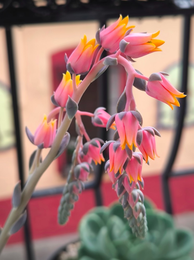Echeveria Elegans Rose3.jpg