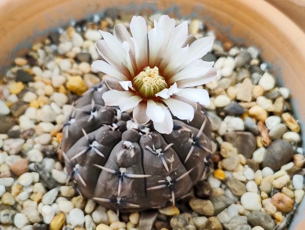 Gymno bodembenderianum basiatrum_edited.jpg