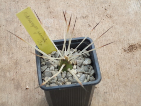 maihueniopsis glomerata 1.JPG