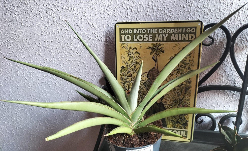 sansevieria silver syreni.jpg