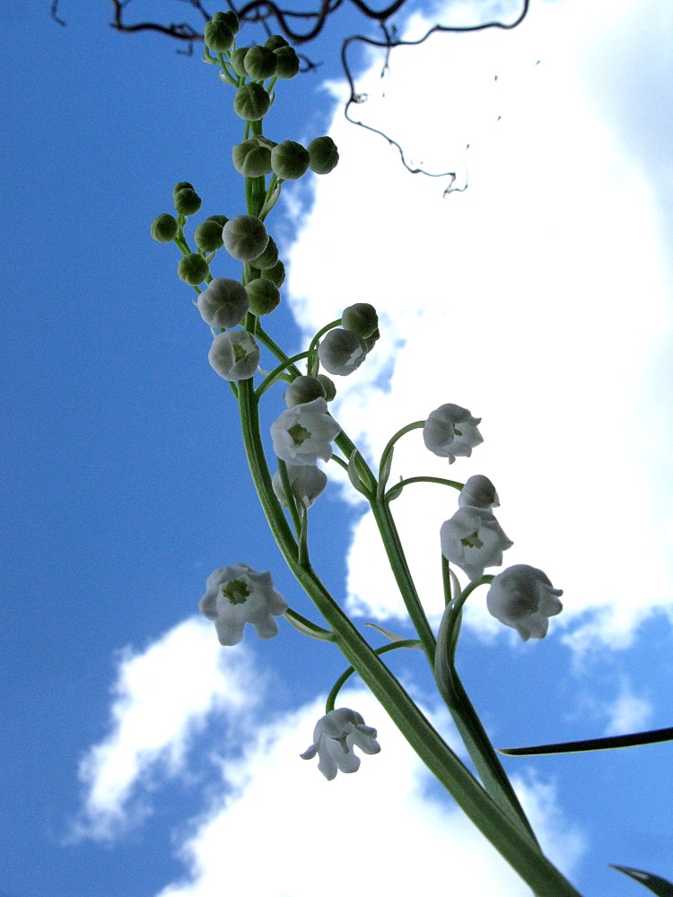21.Convallaria majalis muguet.jpg