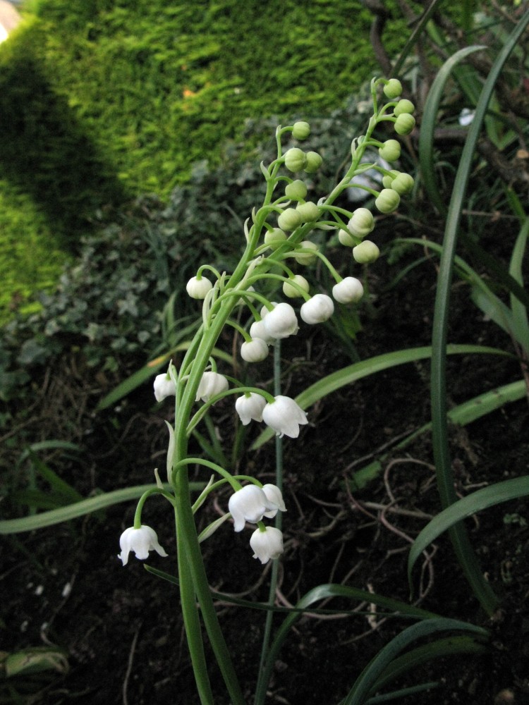 23.Convallaria majalis muguet.jpg