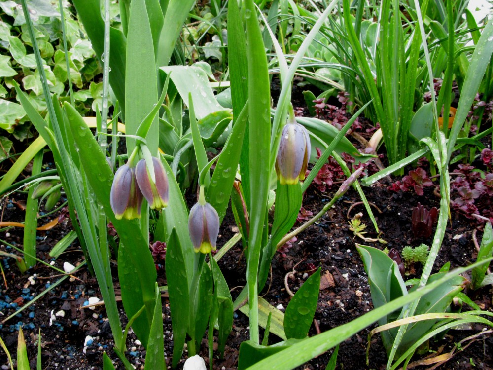 53. Fritillaria pinardii.jpg