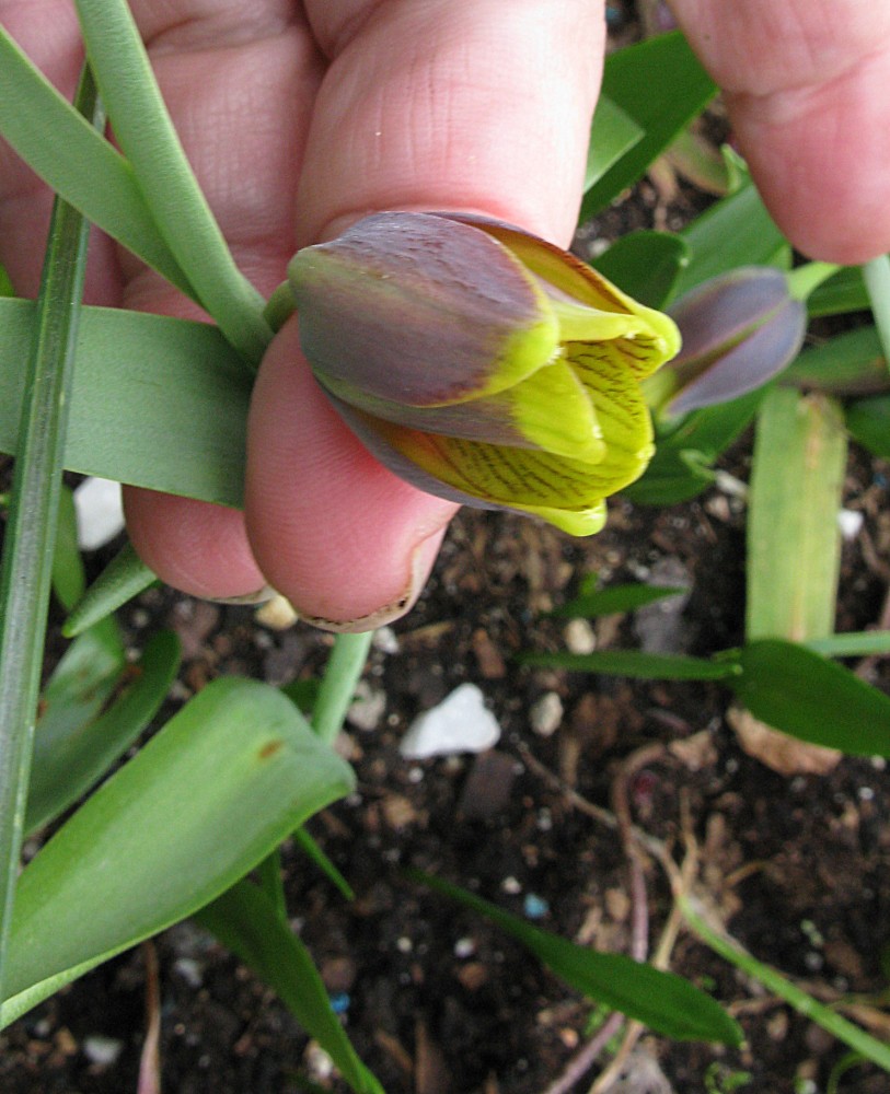 175. Fritillaria pinardii.jpg