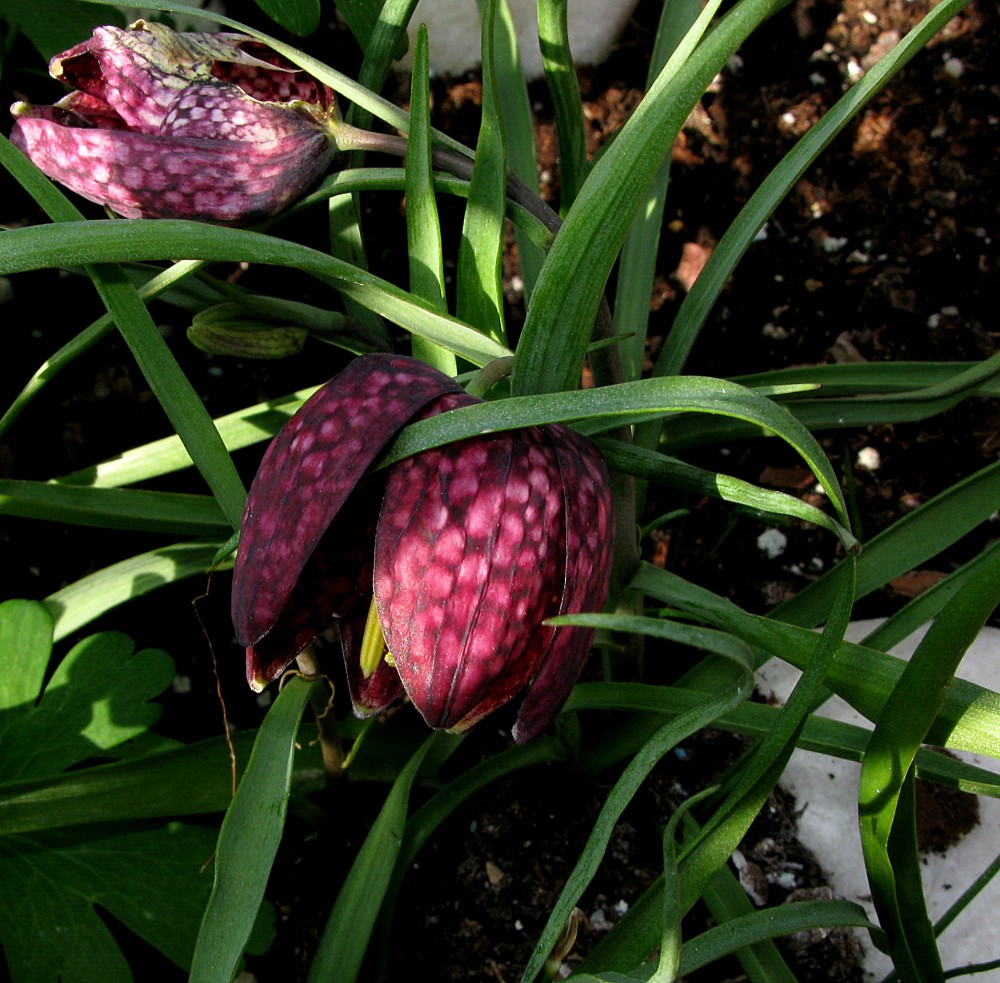 118.Fritillaria meneagris.jpg