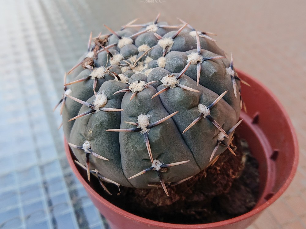 G_basiatrum_2021-01-02_edited.jpg