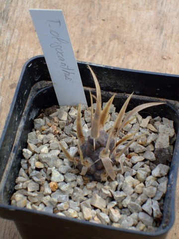 t .oligacantha.JPG