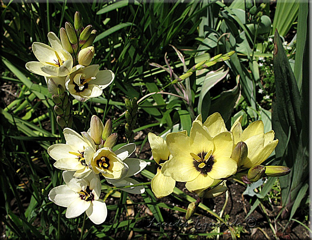 270. Ixia.jpg
