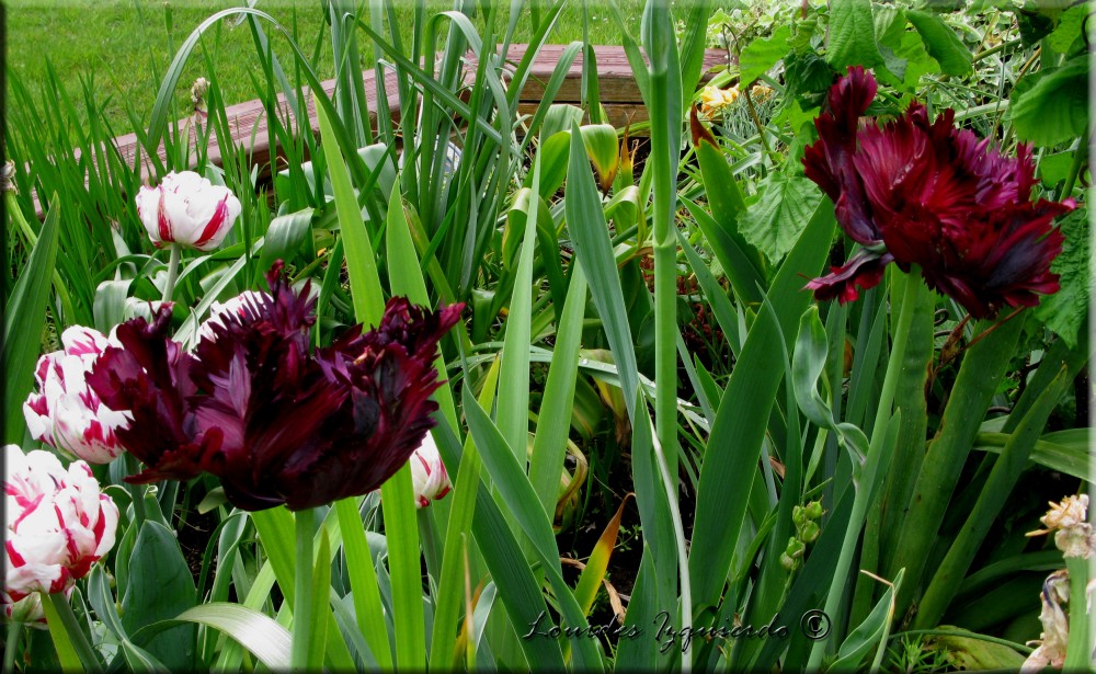 375. Tulipan Black Parrot.jpg