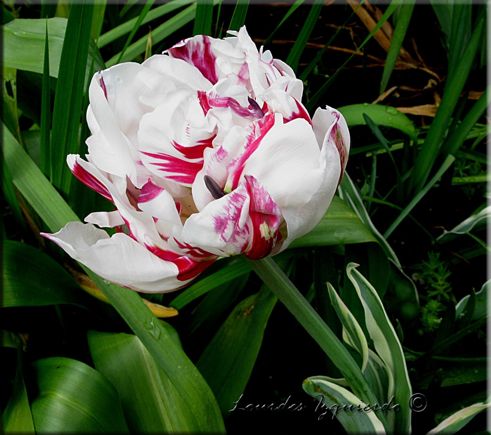 377. Tulipan Sun lover.jpg