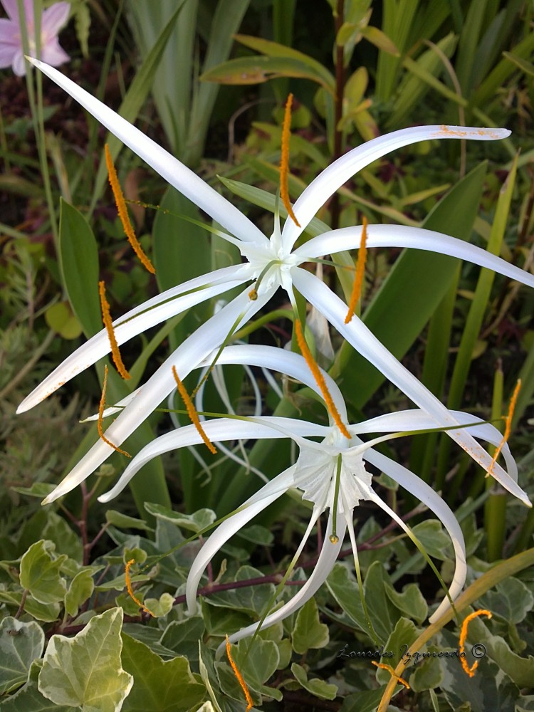 684. Hymenocallis.jpg