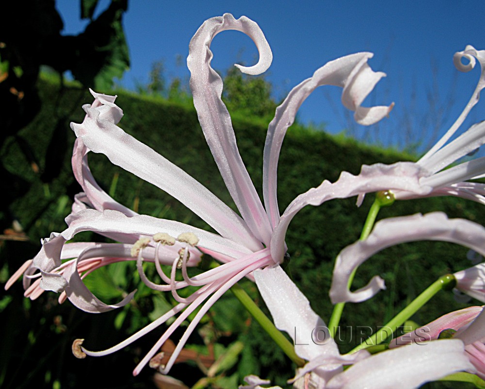 1029. Nerine bowdenii.jpg