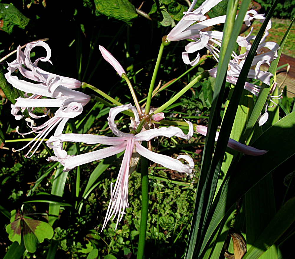 1031. Nerine bowdenii.jpg