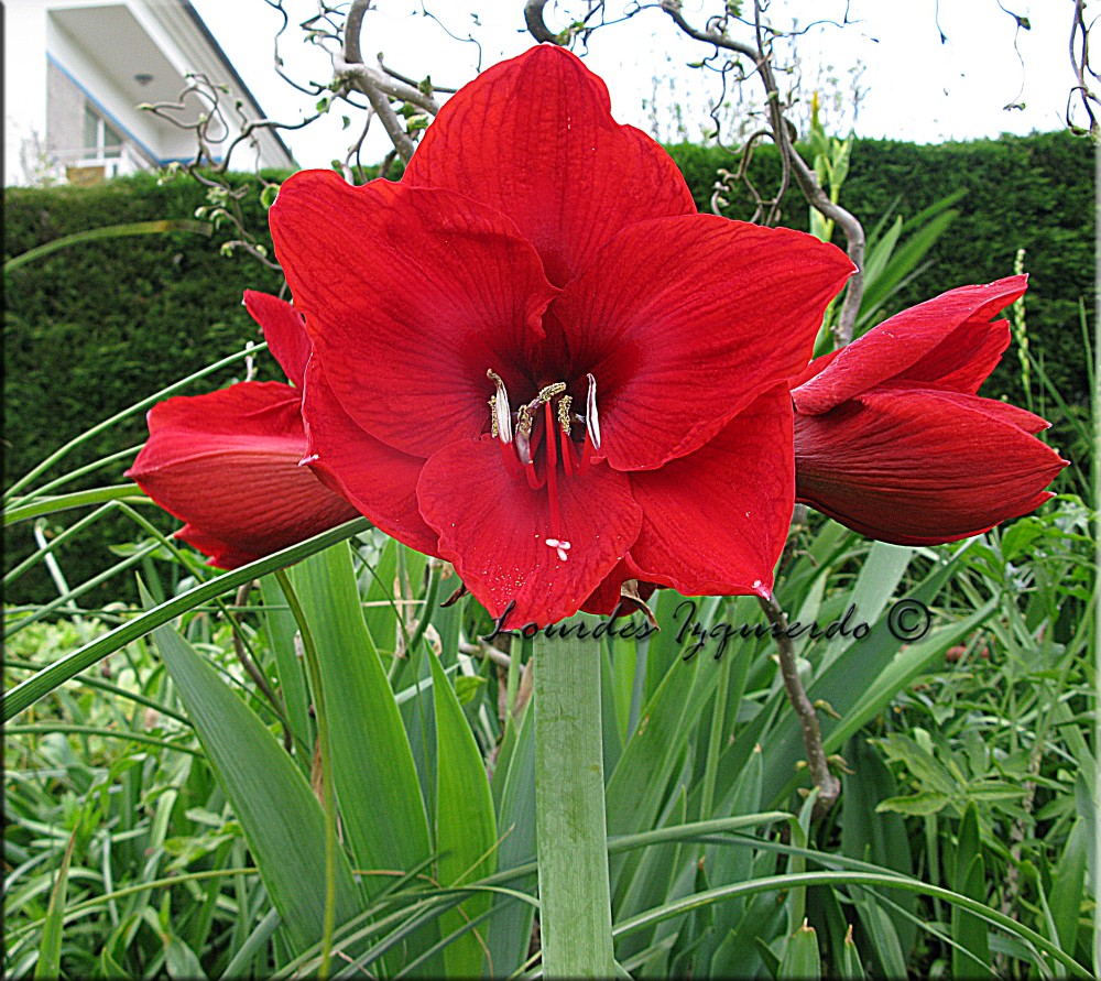 166. Hippeastrum ' Red Lion '.jpg