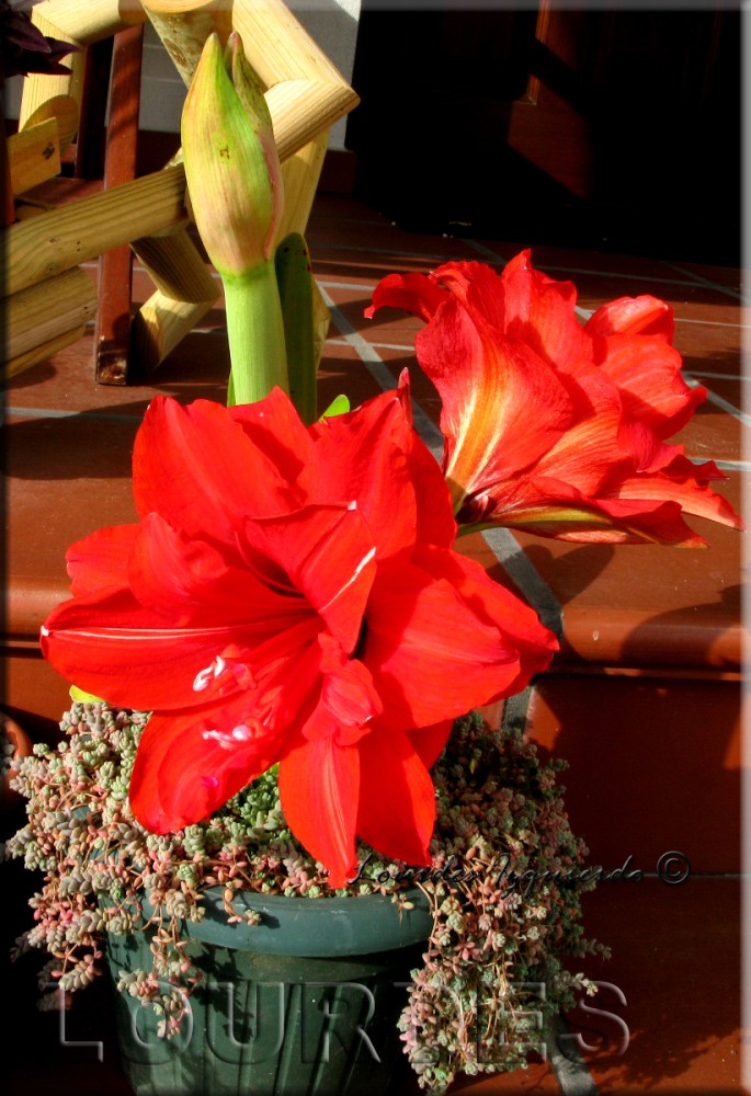 330. Hippeastrum ' Red Peackock '.jpg